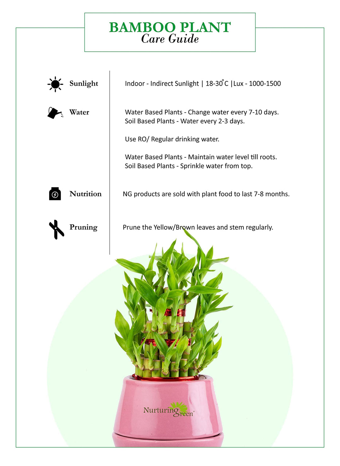 lucky bamboo care sunlight 2 Layer Lucky Bamboo Plant | 2 Layer Lucky Bamboo Plant