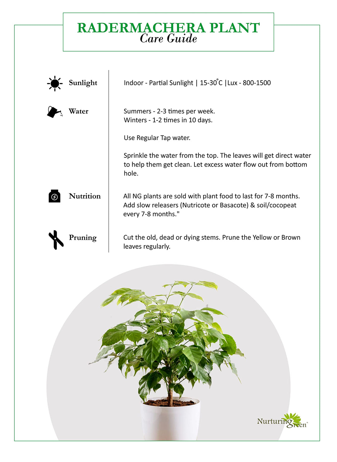 china doll plant care indoors Indoor Plant