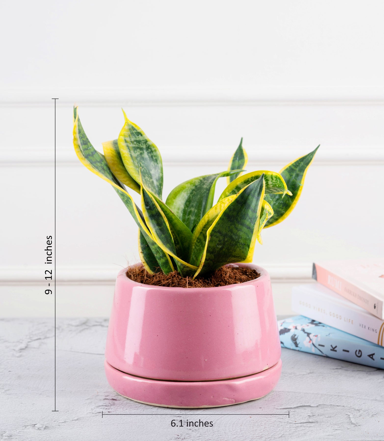 snake plant pink Snake Plant