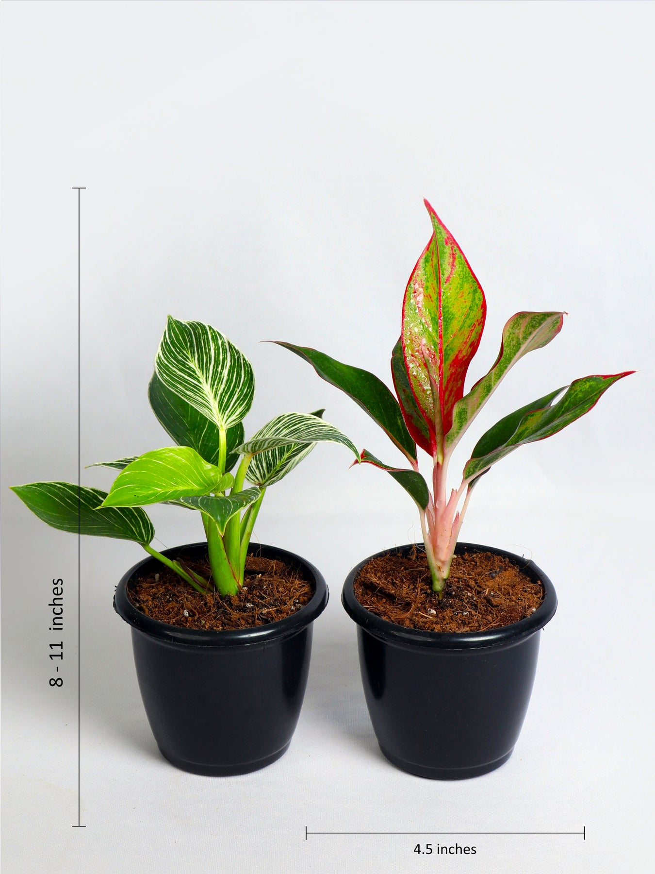 aglaonema birkin Buy Trending Houseplants Combo Online at Lowest Price – Nurturing Green