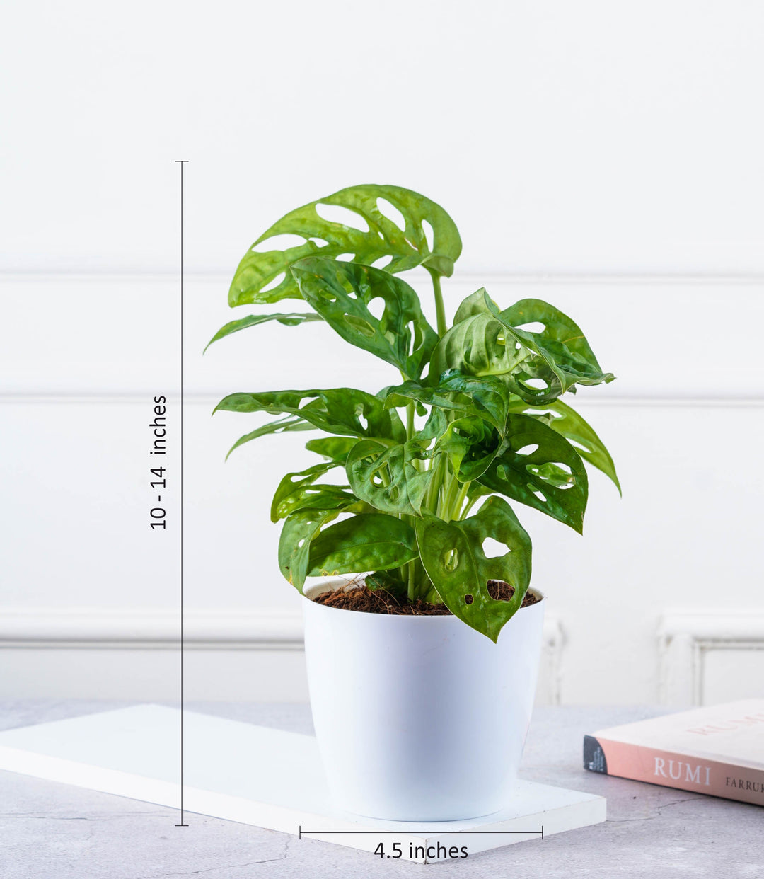 broken heart philodendron Buy Philodendron Broken Heart Plant Online at Lowest Price – Nurturing Green
