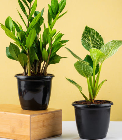 Air Purifying Plants Combo