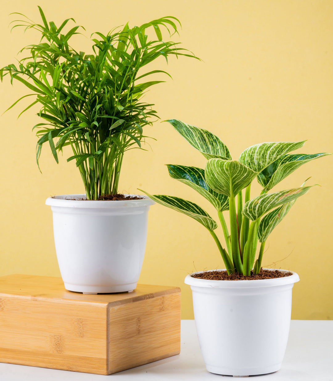 Oxygen Plants | Buy Trendy Oxygen Plants Combo Online at Lowest Price