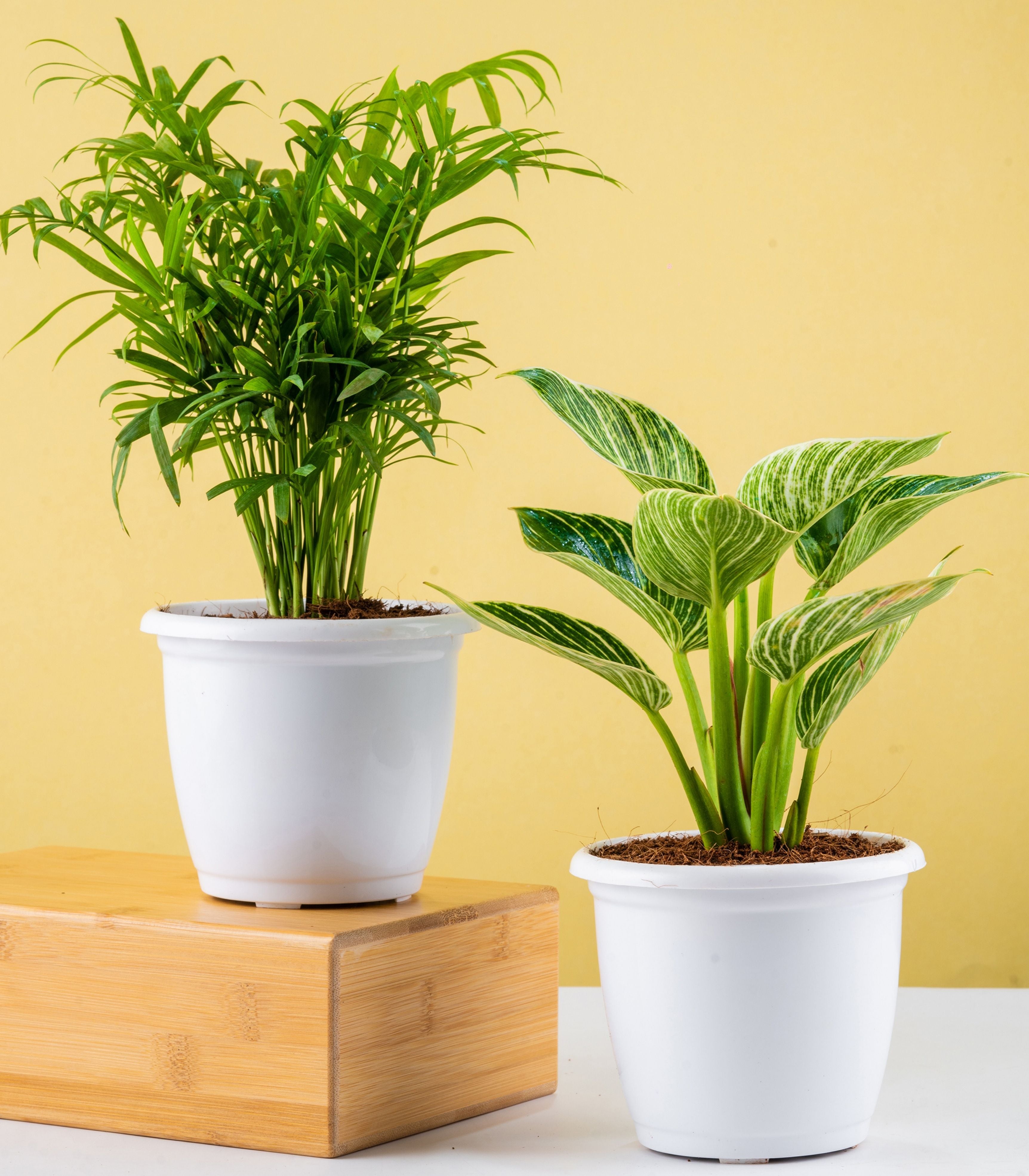 indoor plants rich in oxygen Oxygen Plants | Buy Trendy Oxygen Plants Combo Online at Lowest Price
