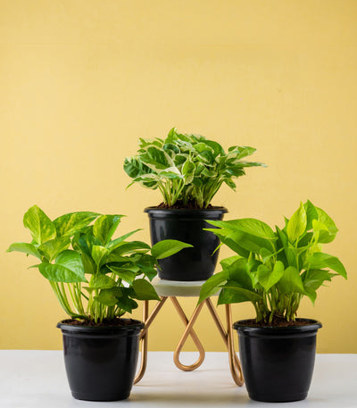  Money Plant - Combo of 3 Money Plants (Gold, Green, Njoy)