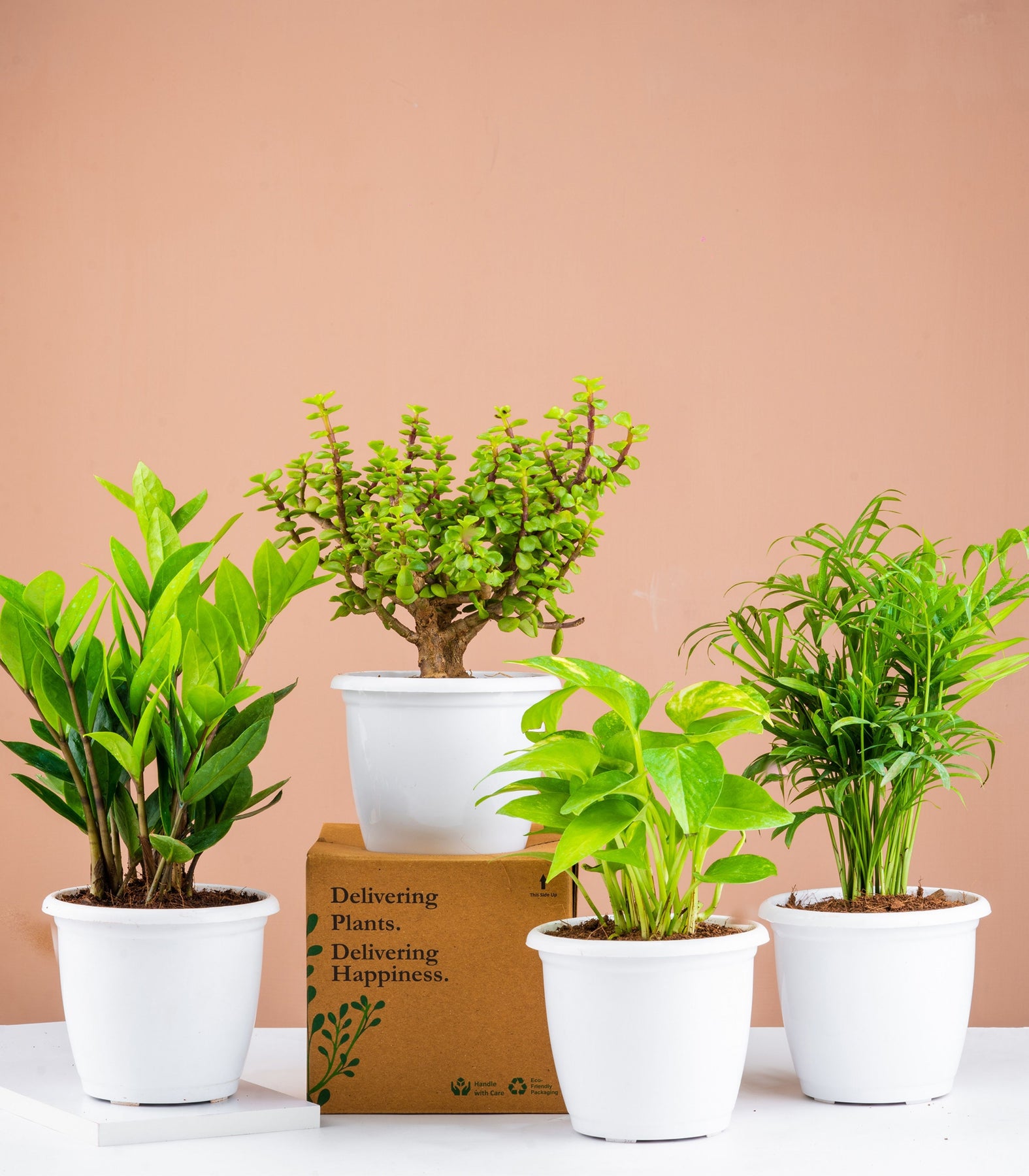 jade bamboo plant Lucky Plants Combo (Jade, Bamboo Palm, ZZ & Money Plant) – Nurturing Green