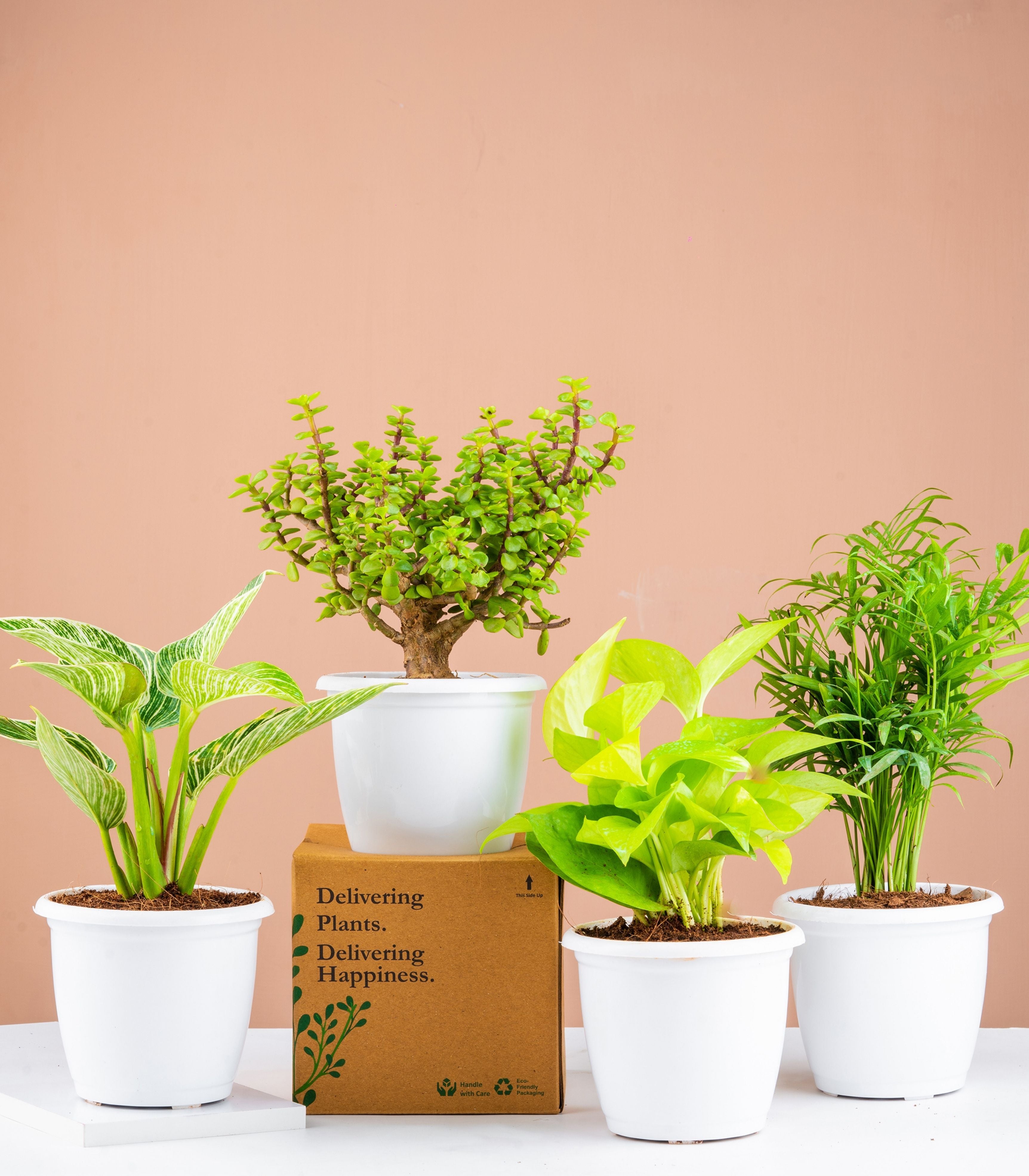 Buy Air Purifying Plants Combo Online at Lowest Price
