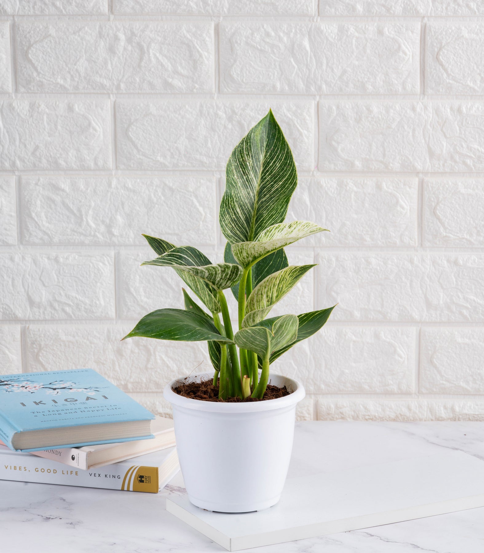 philodendron good luck Buy Indoor Plants Combo Online (Jade & Philodendron Birkin) for Good Luck – Nurturing Green