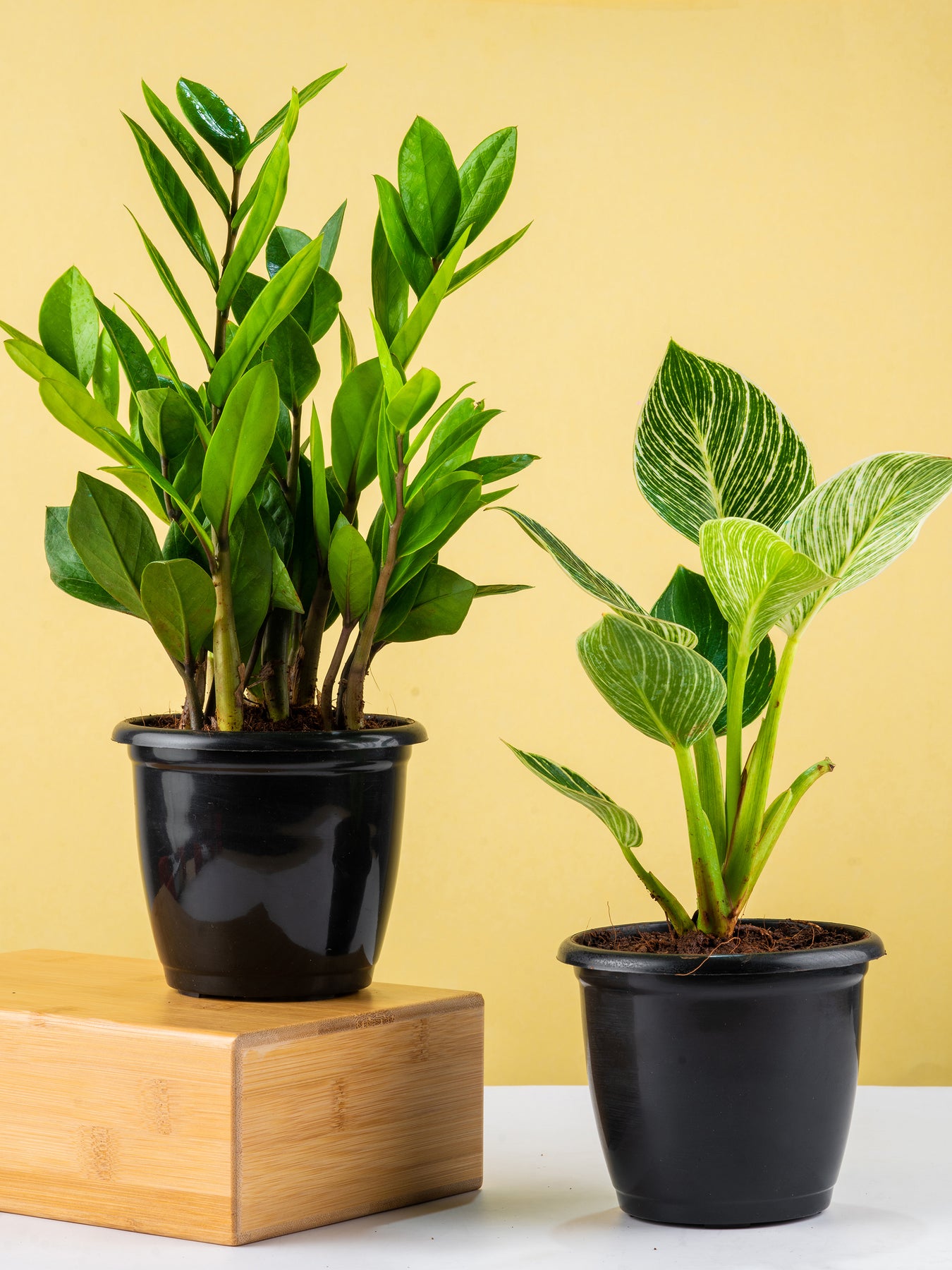 philodendron birkin air purifier Buy Air Purifying Plants Combo (ZZ & Philodendron Birkin) Online – Nurturing Green