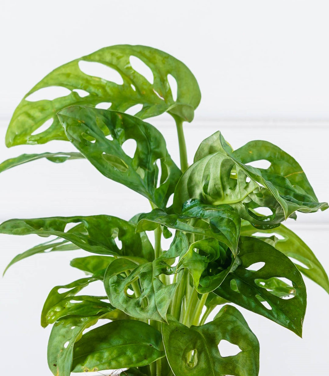 philodendron broken heart vs monstera adansonii Buy Philodendron Broken Heart Plant Online at Lowest Price – Nurturing Green