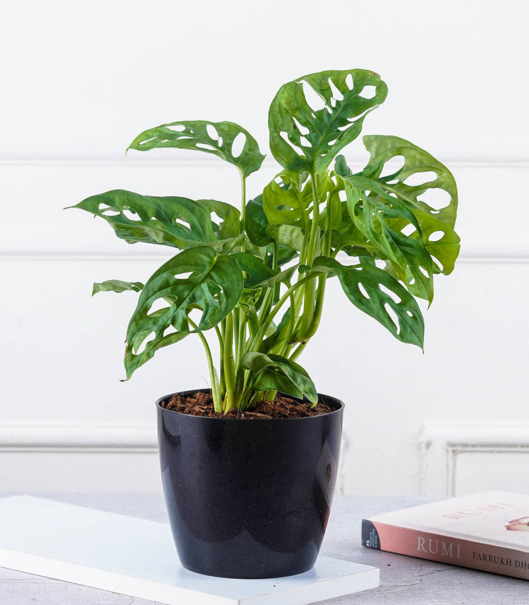 philodendron broken heart vs monstera adansonii Buy Philodendron Broken Heart Plant Online at Lowest Price – Nurturing Green