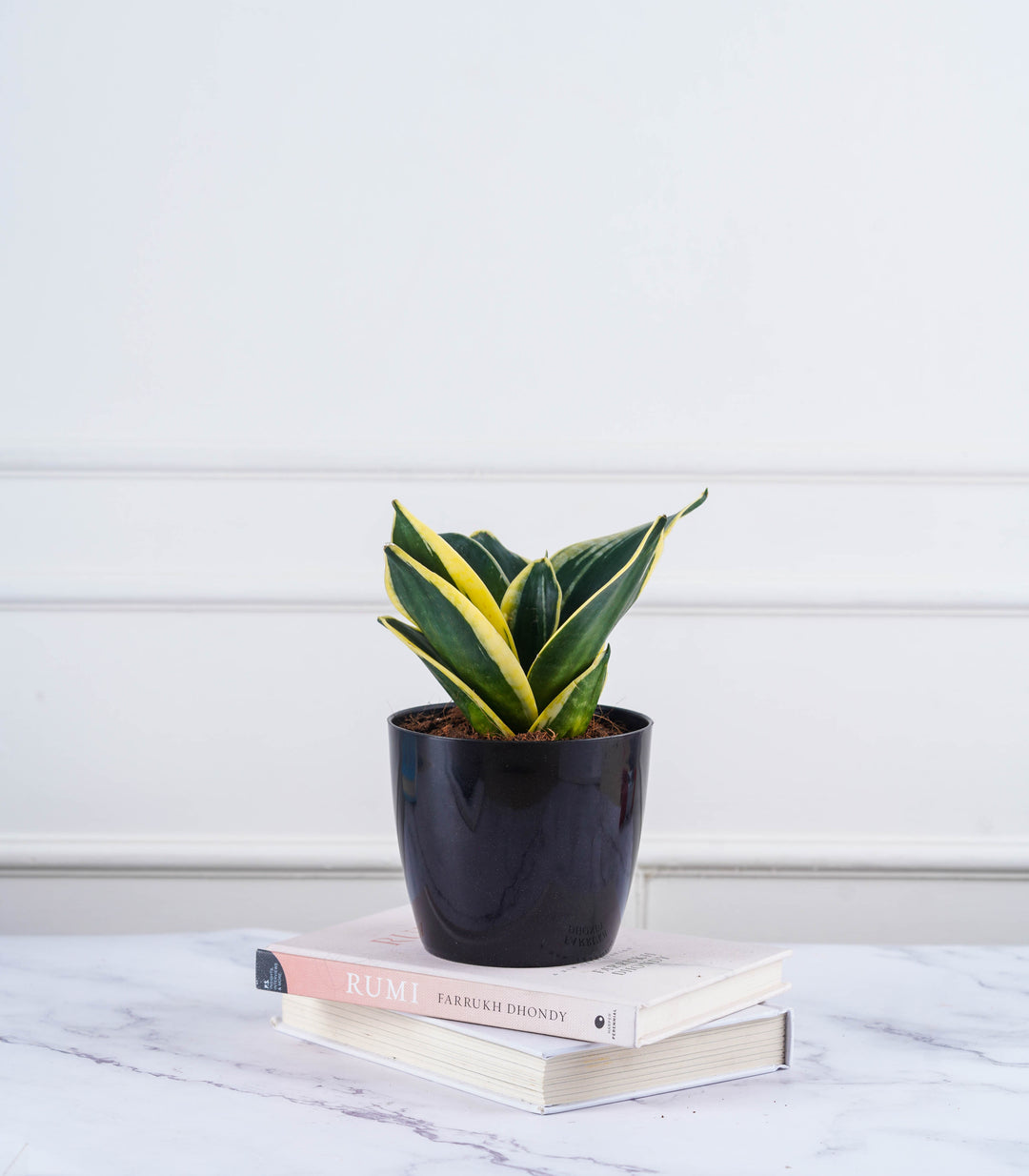 snake plant money plant areca palm Buy Air Purifying Plants Combo (Areca Palm & Snake Plant) Online –  Nurturing Green