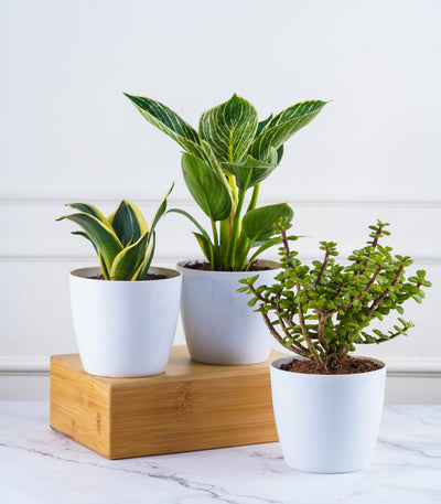 Desk Plants Combo online