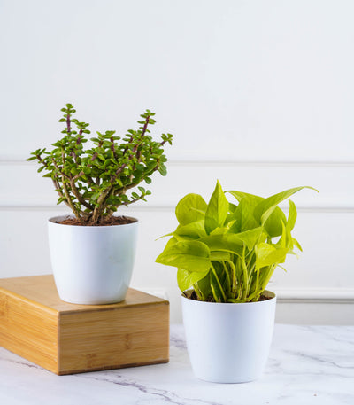 Plant Combo - Tabletop Houseplant Combo (Jade & Money Plant)