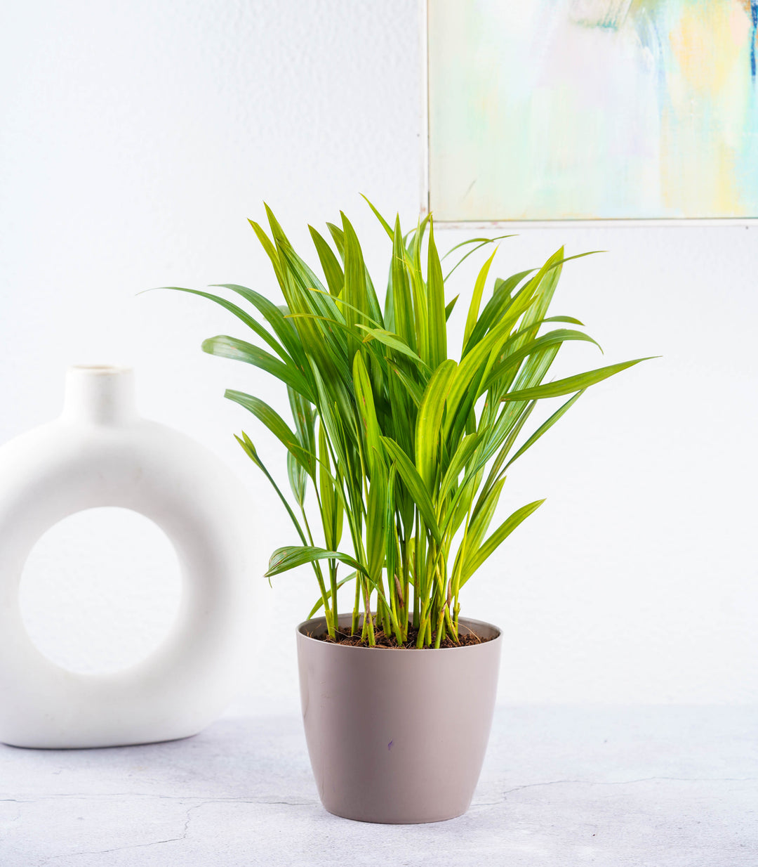 palm plant air purifier Buy Air Purifying Plants Combo (Areca Palm & Snake Plant) Online –  Nurturing Green