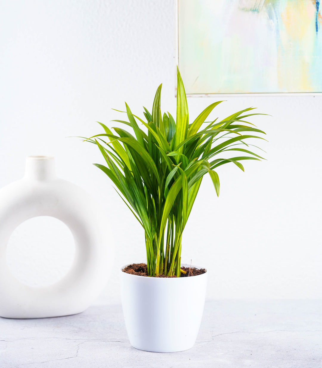 Buy Air Purifying Plants Combo (Areca Palm & ZZ Plant) Online at Buy Air Purifying Plants Combo (Areca Palm & ZZ Plant) Online at