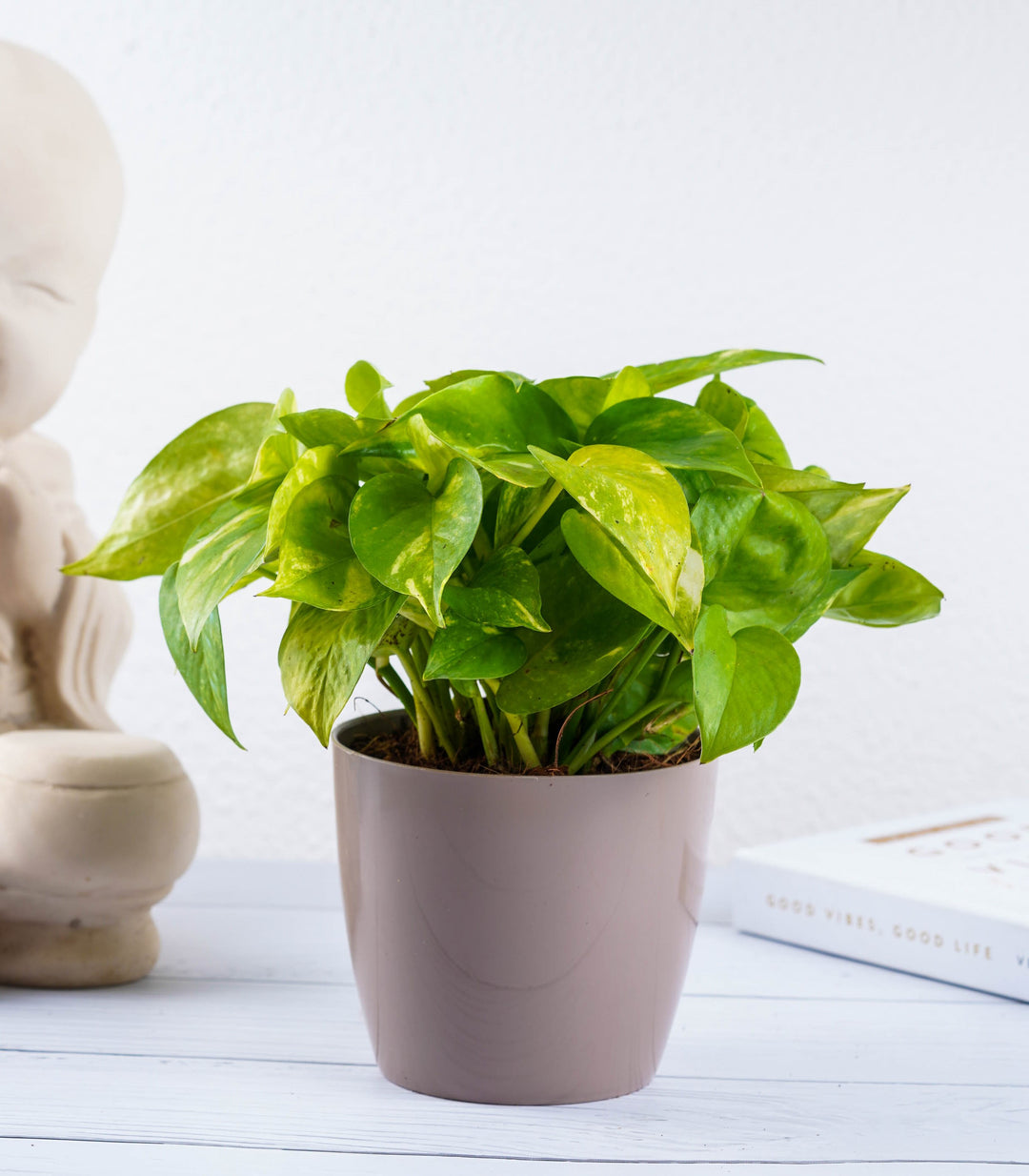 air purifying money plant Air Purifying Plant | Buy Air Purifying Plants Combo Online