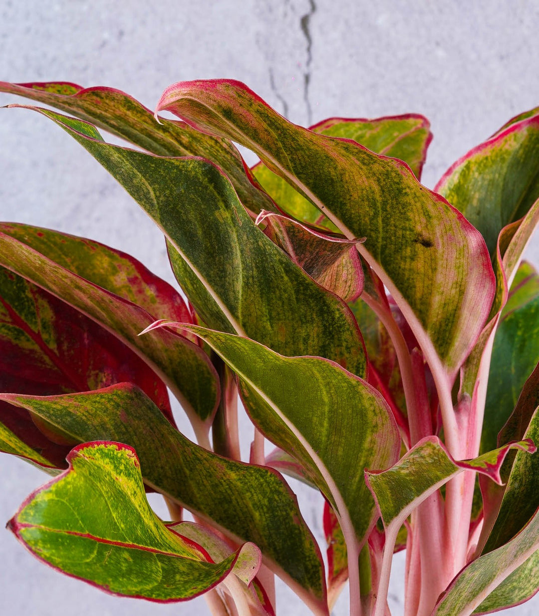 aglaonema oxygen Oxygen Plant