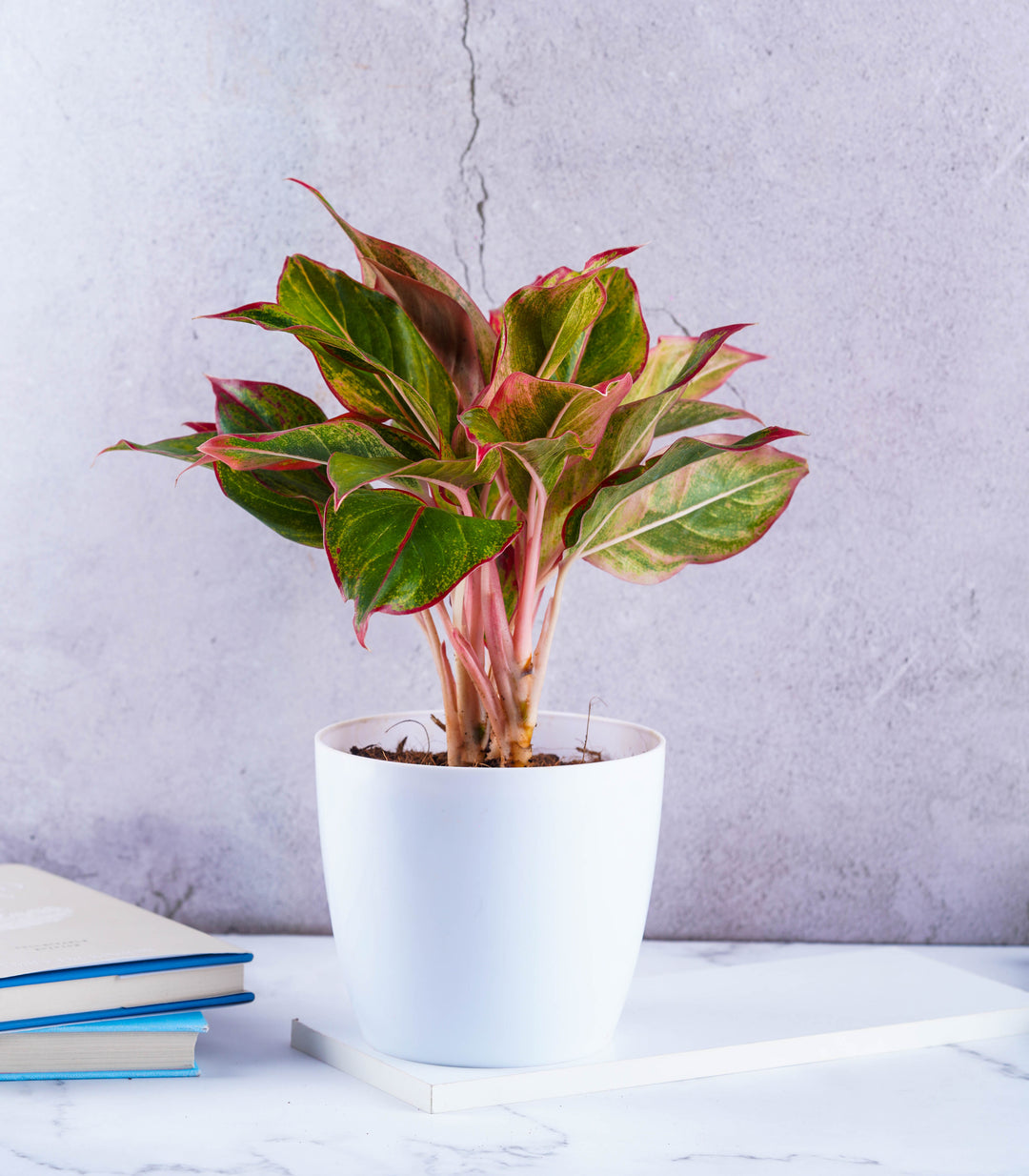 aglaonema plants oxygen Oxygen Plant
