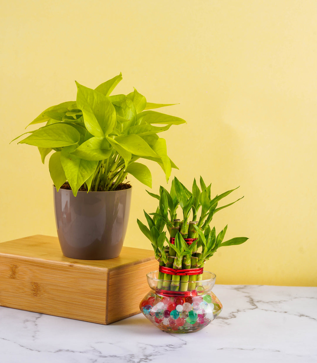 lucky bamboo money tree Good Luck Vaastu Plants (Bamboo & Money Plant) – Nurturing Green