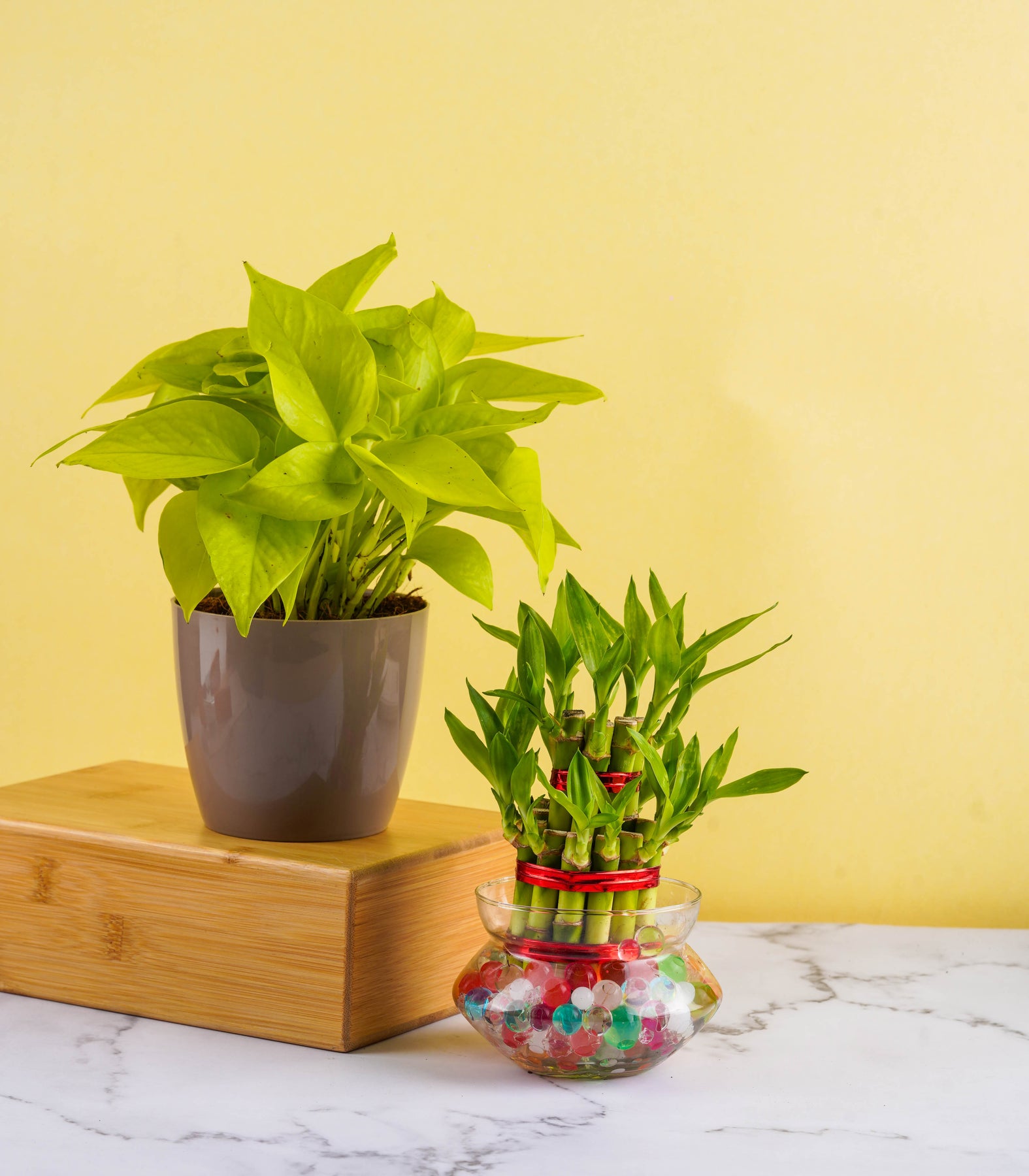 money tree bamboo Good Luck Vaastu Plants (Bamboo & Money Plant) – Nurturing Green