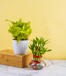 good luck bamboo money plant Good Luck Vaastu Plants (Bamboo & Money Plant) – Nurturing Green