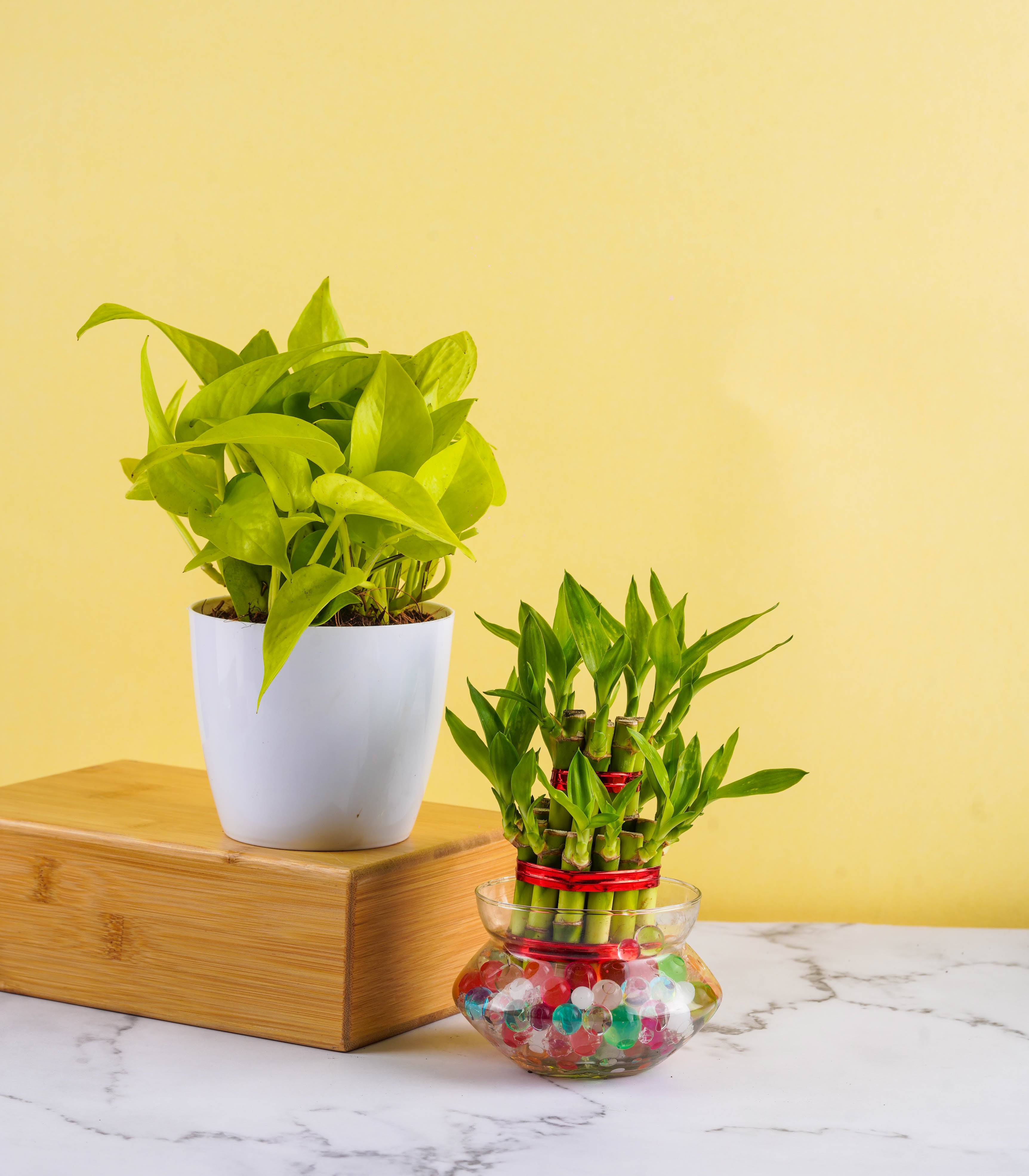 Good Luck Vaastu Plants (Bamboo & Money Plant) – Nurturing Green