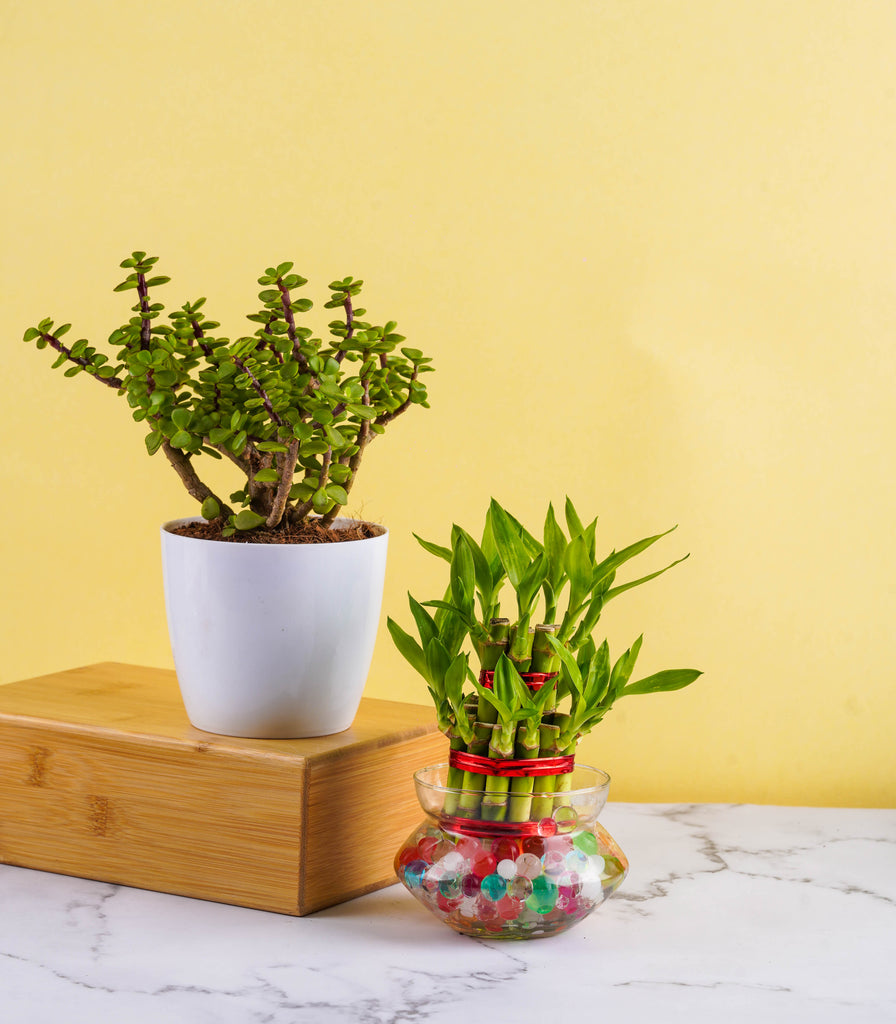jade bamboo plant Good Luck Plants for Home (Bamboo & Jade) – Nurturing Green