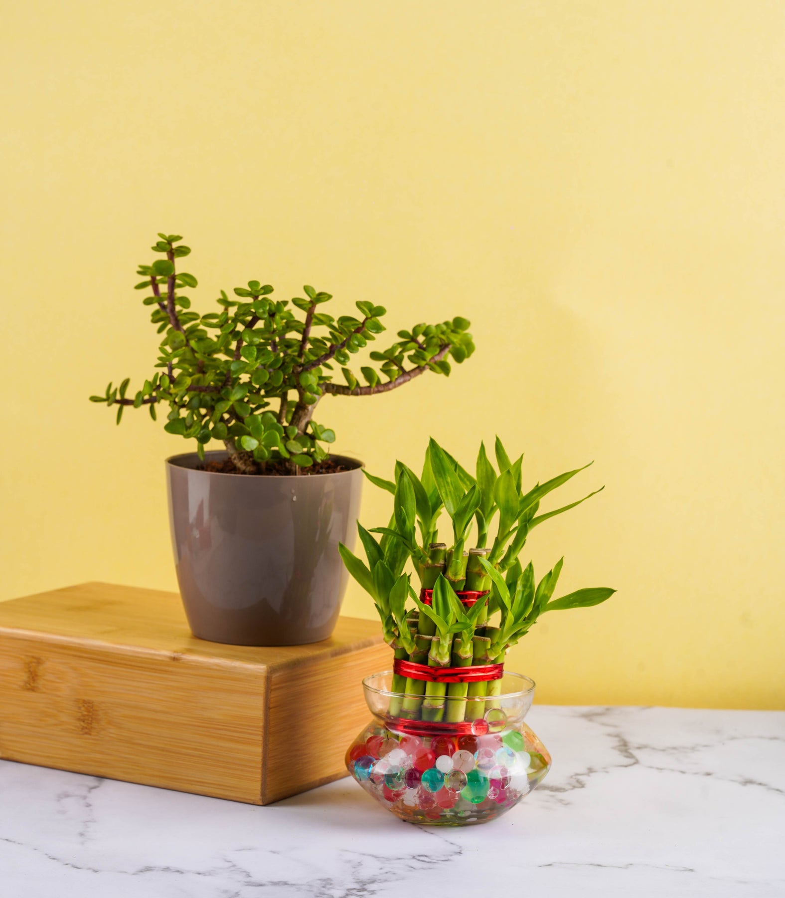 jade plant vs lucky bamboo Good Luck Plants for Home (Bamboo & Jade) – Nurturing Green
