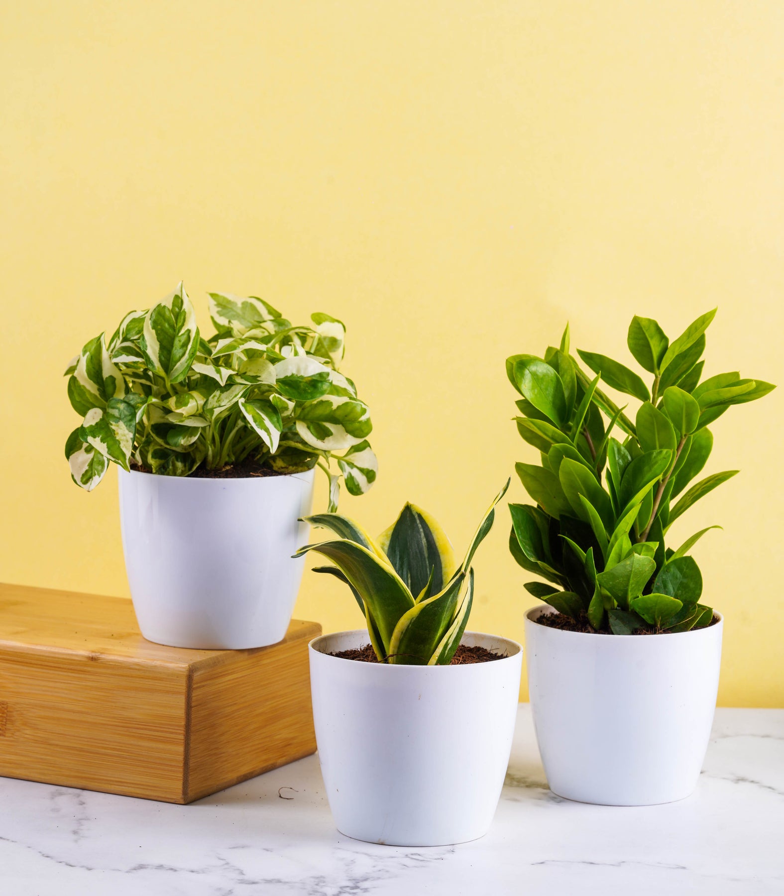 lucky snake plant Buy Lucky Plants Combo (ZZ, Snake Plant & Scindapsus Njoy) online – Nurturing Green