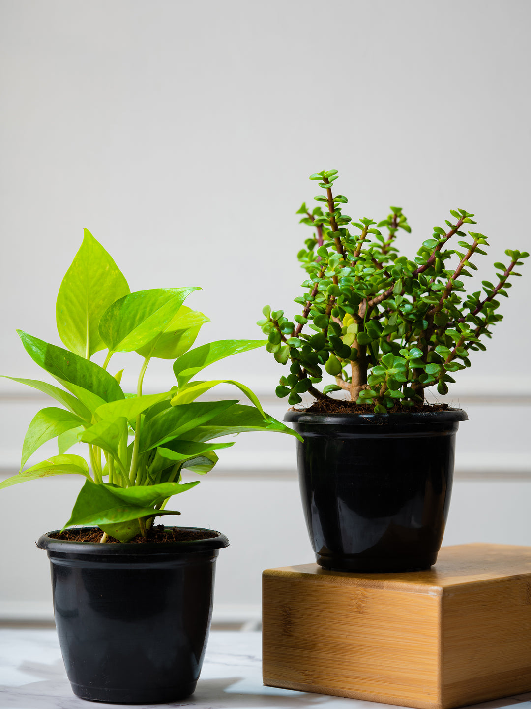 money plant vs jade plant Buy Tabletop Houseplant Combo Online at Lowest Price – Nurturing Green