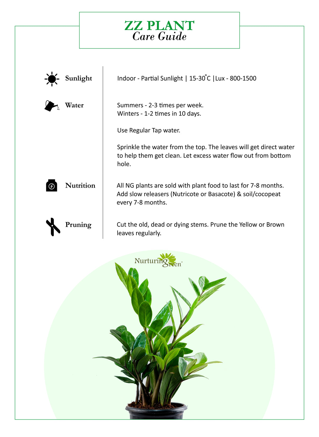 ZZ Plant