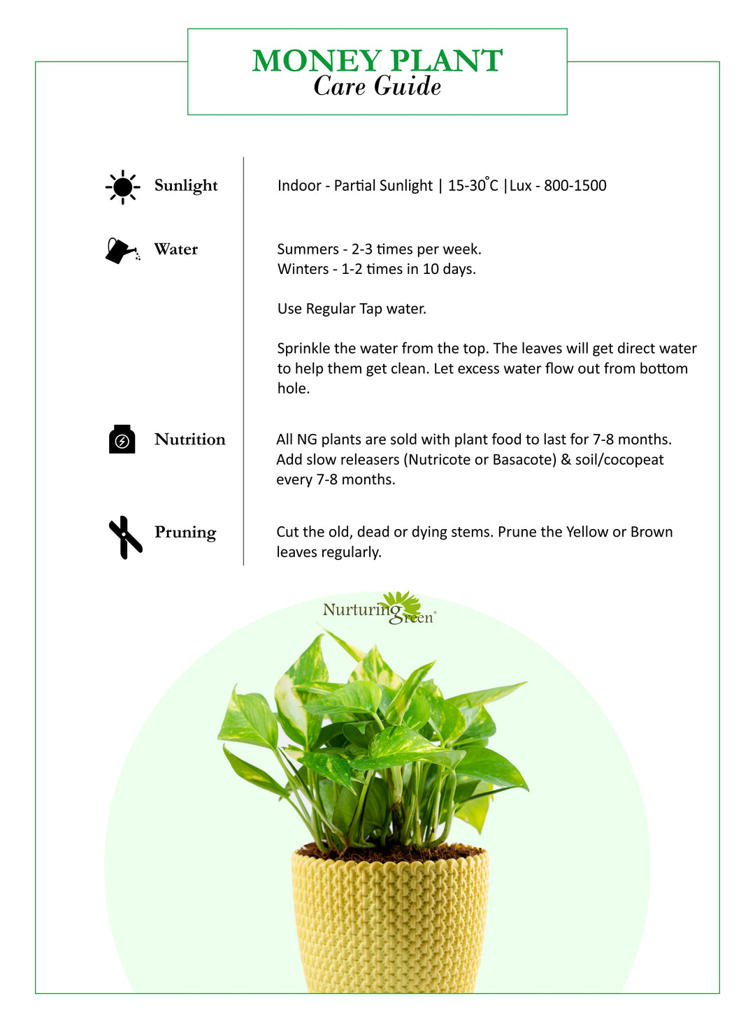 pothos money plant care Money Plant