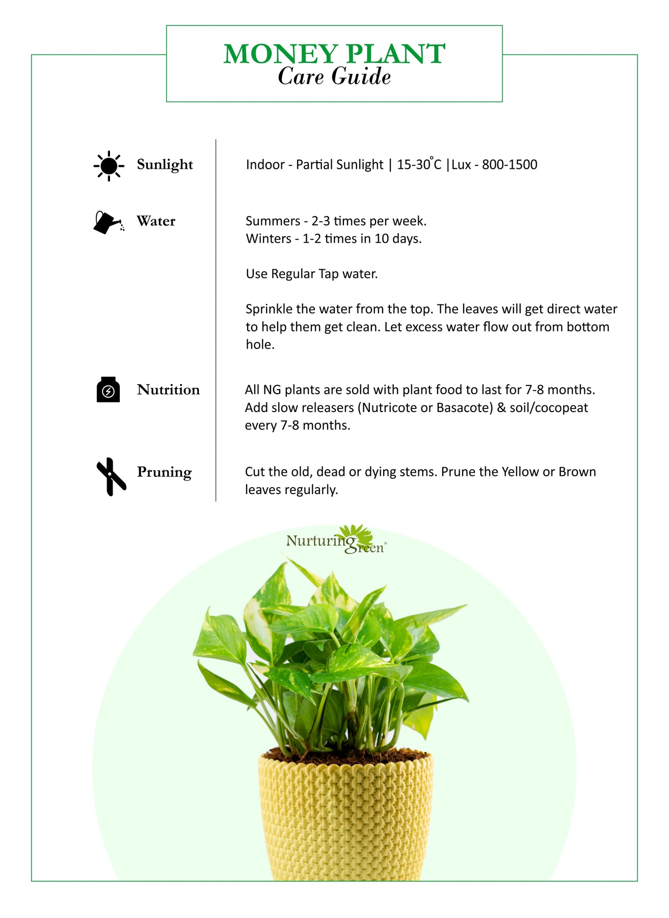 sunlight required for money plant Money Plant