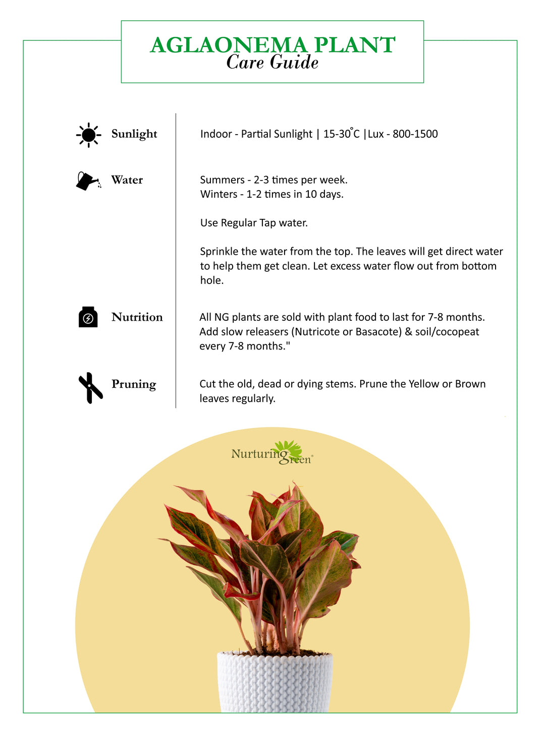 aglaonema lipstick care Oxygen Plant