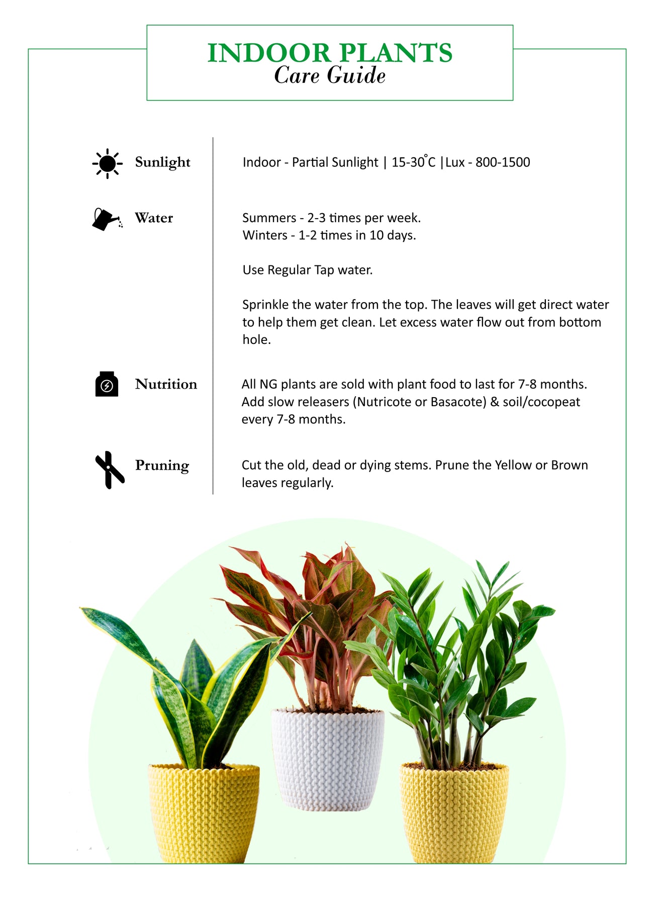 golden nanmu air purifier plant Buy Air Purifying Plants Combo Online at Lowest Price