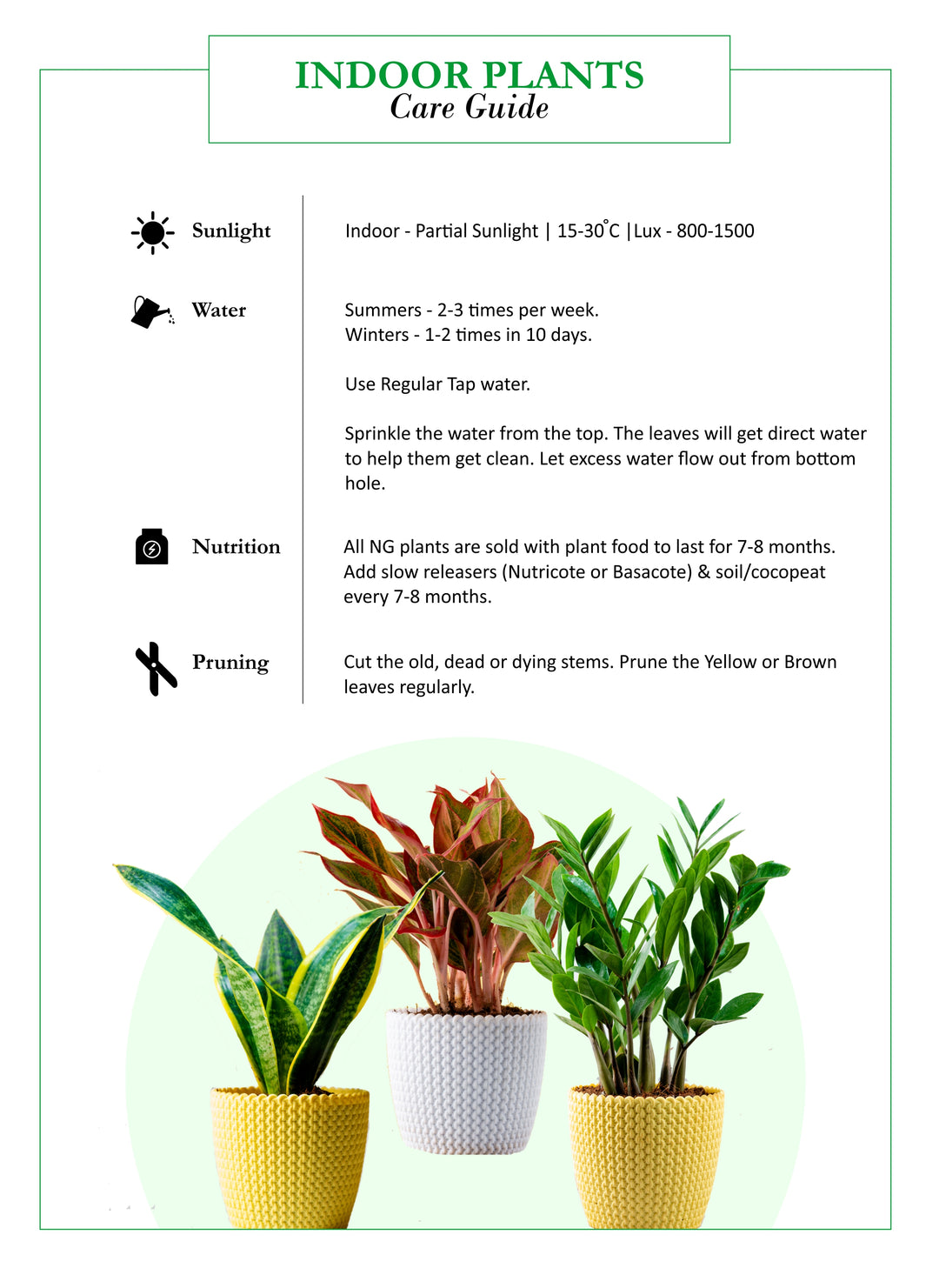 air purifier plants names Buy Air Purifier Plants Combo Online at Lowest Prices in India – Nurturing  Green