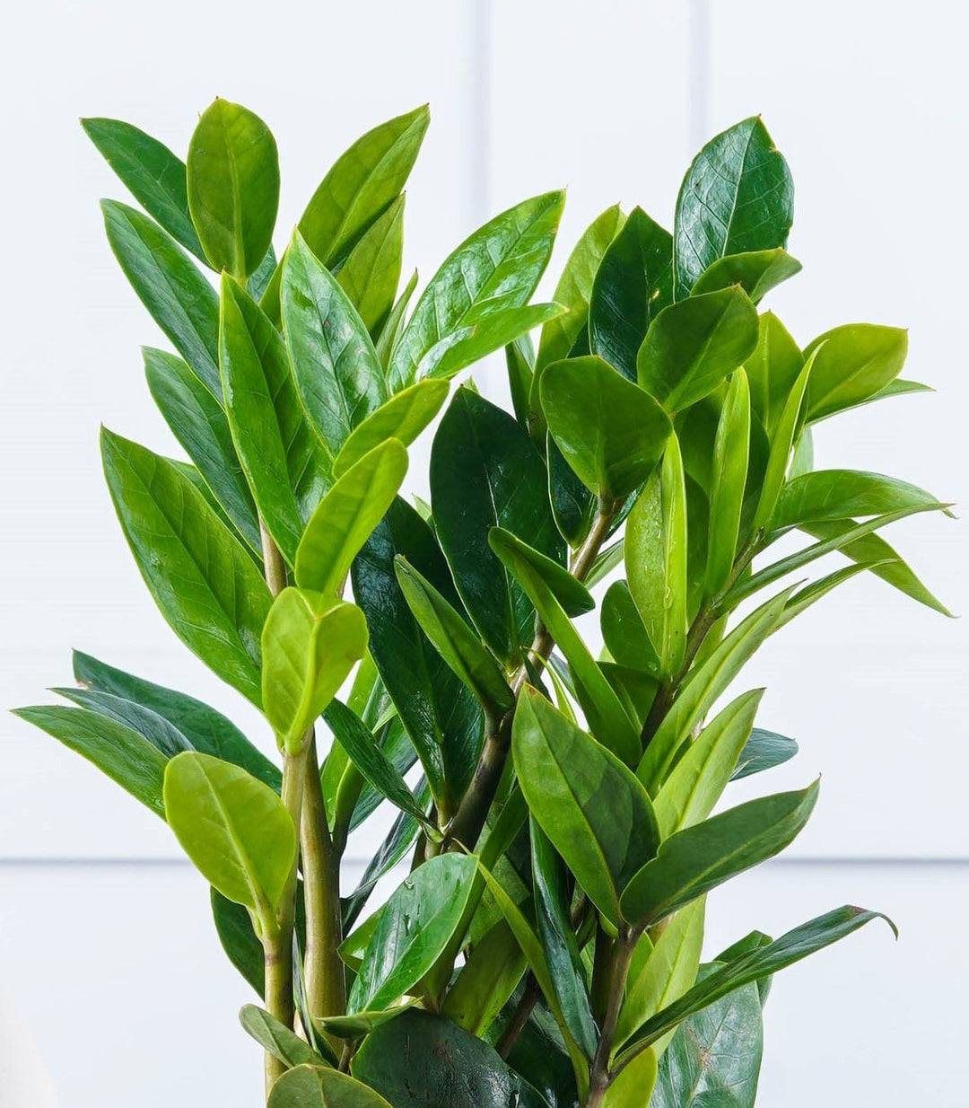 buy zz plant online india ZZ Plant