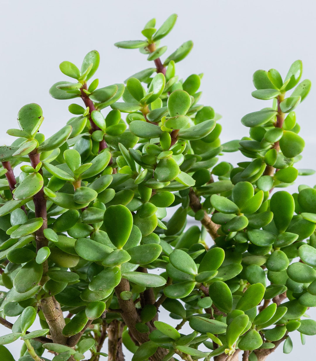jade plant hindi name Buy Large Good Luck Jade Plant Online at Lowest Price