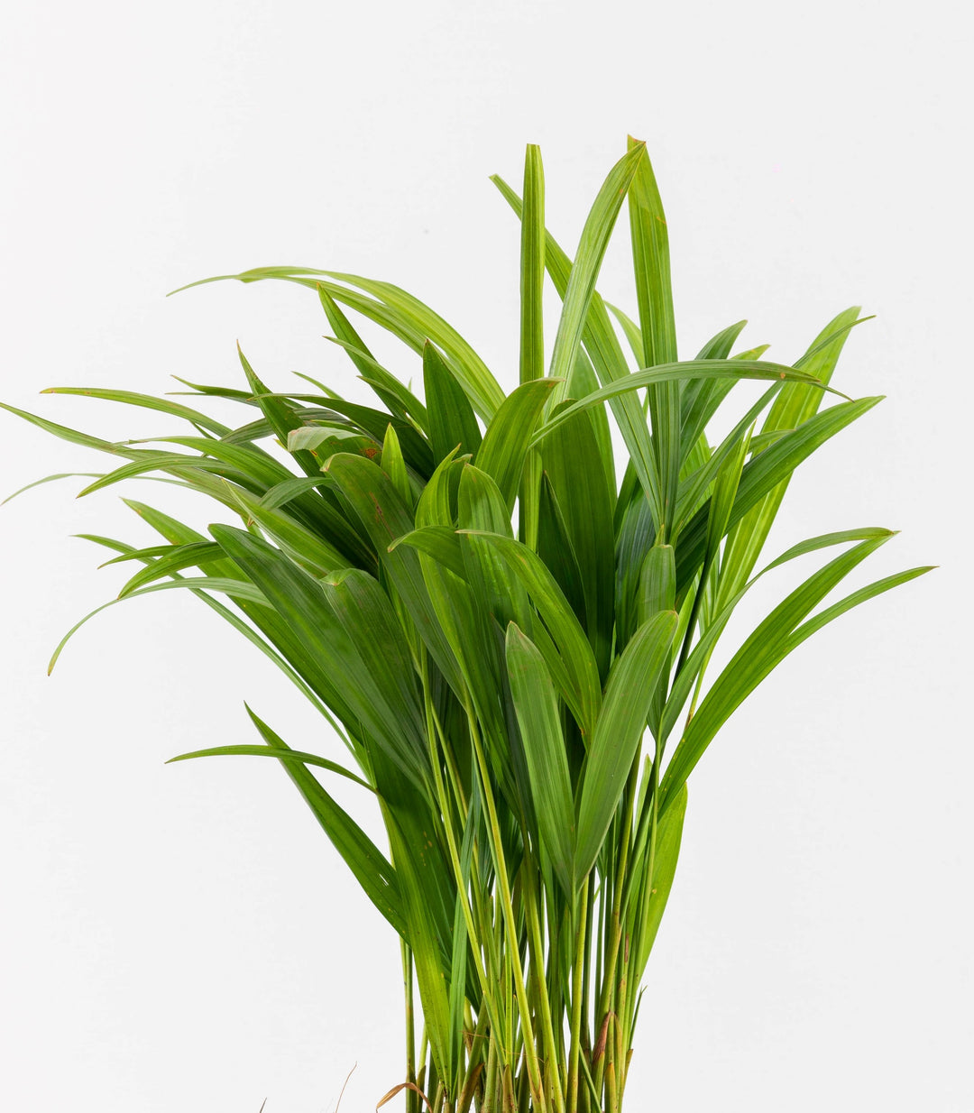 areca palm online india Areca Palm