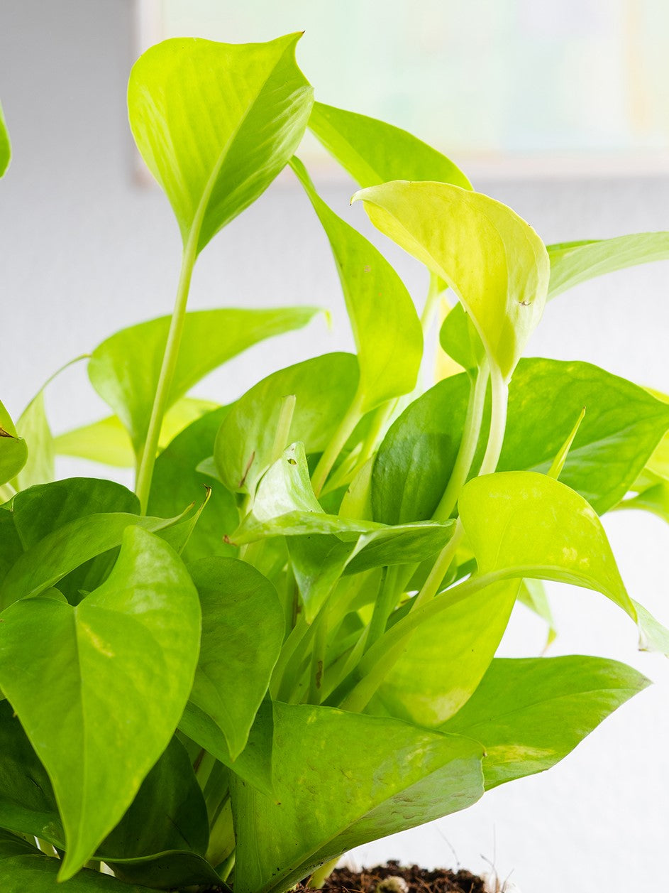 golden money plant Money Plant