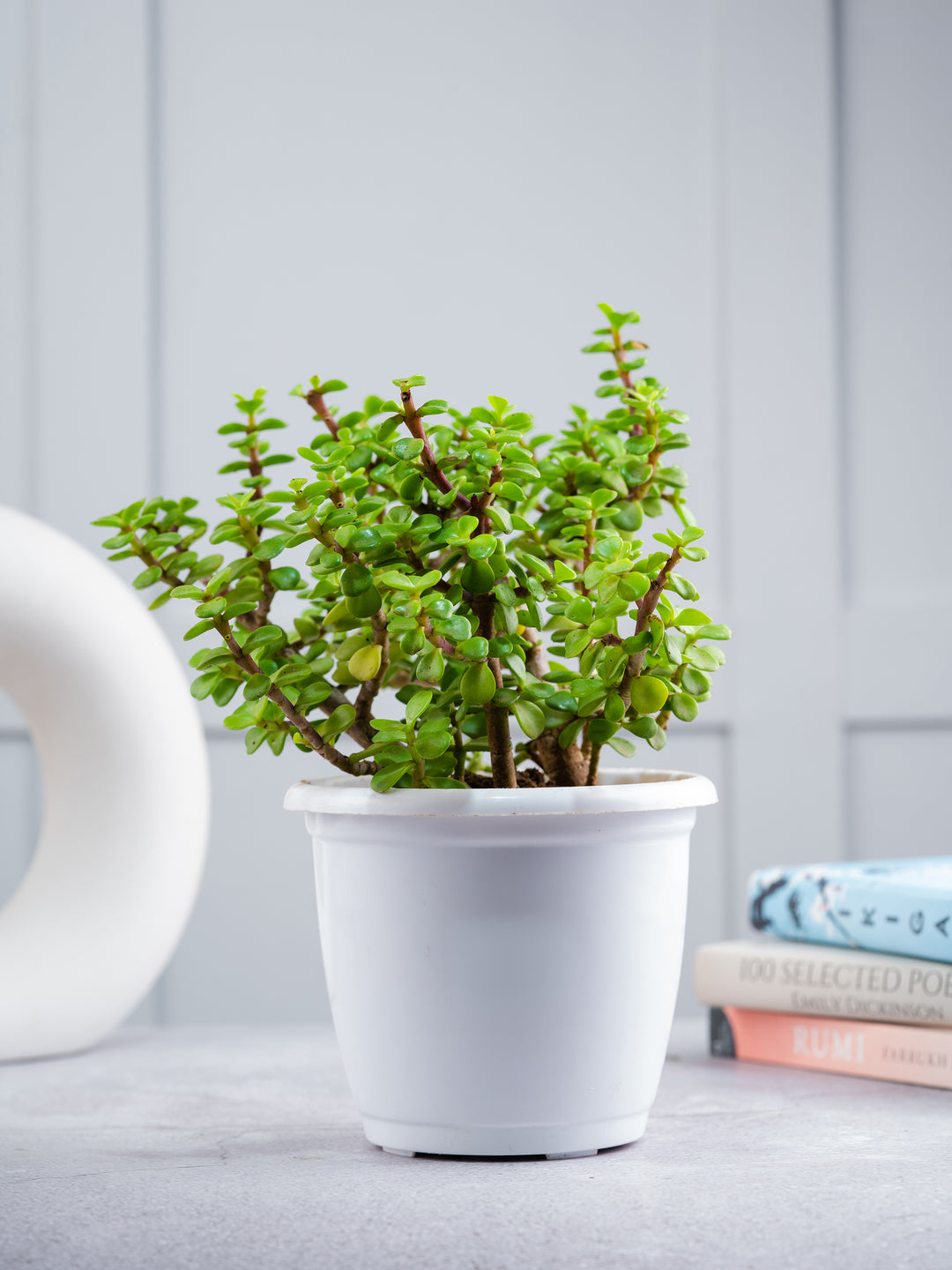 is philodendron a lucky plant Buy Indoor Plants Combo Online (Jade & Philodendron Birkin) for Good Luck – Nurturing Green