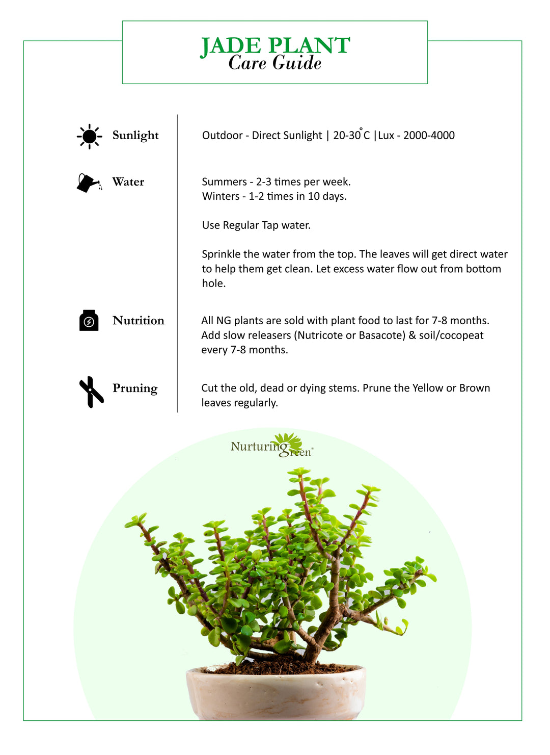 Buy Small Good Luck Jade Plant Online at Lowest Price