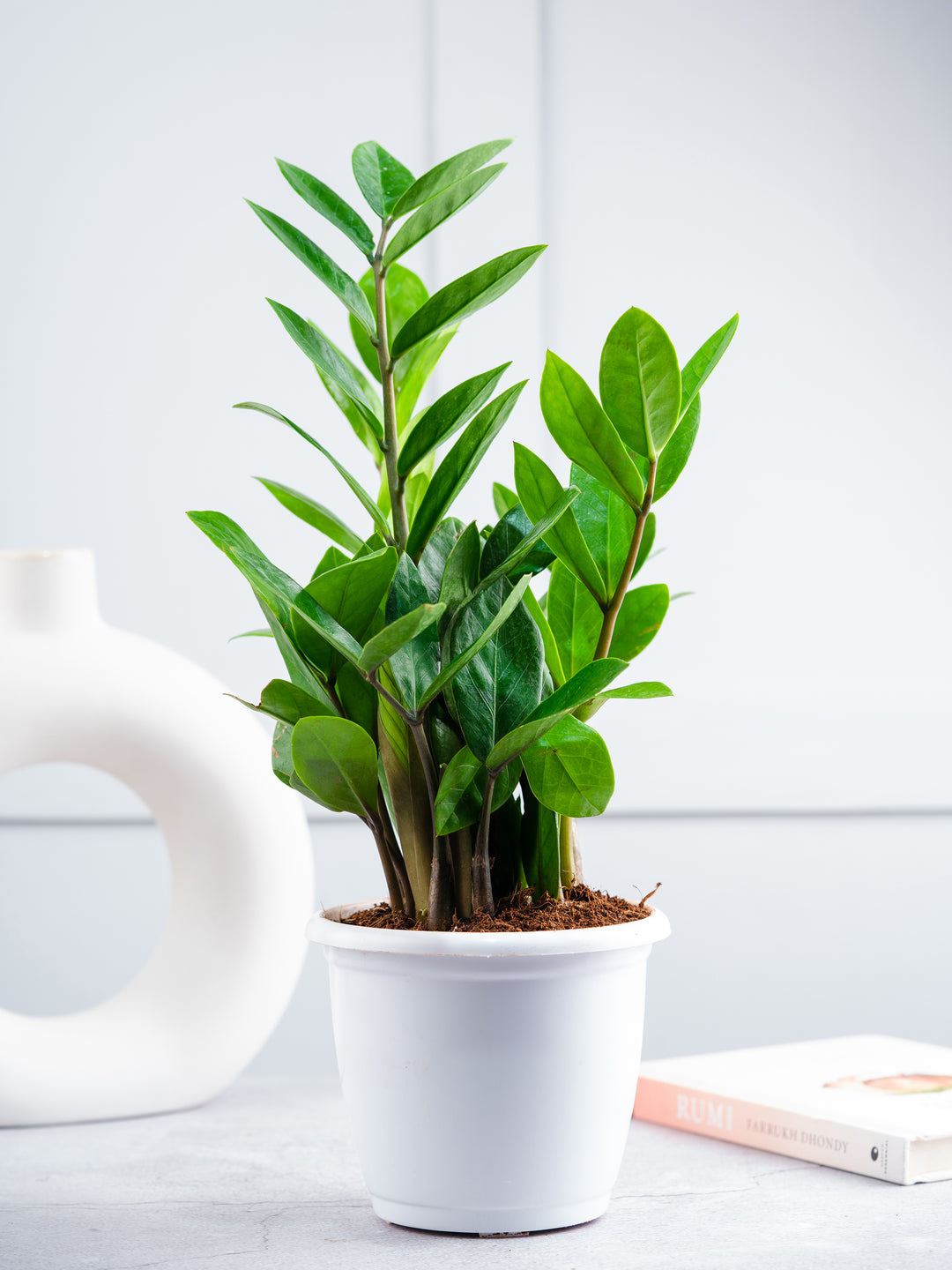 Lucky Plants Combo (Jade, Bamboo Palm, ZZ & Money Plant) – Nurturing Green